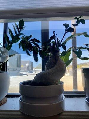 Ginsing Bonsai chilling in the window