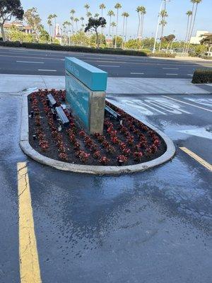 Planting beautiful Red begonias