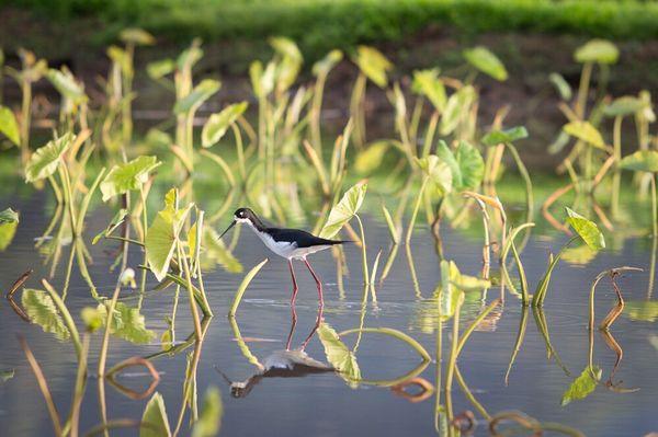 Learn about & see endangered species like the Hawaiian Stilt, Aeo. PC: Kahahawai Photography