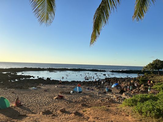 Shark's Cove