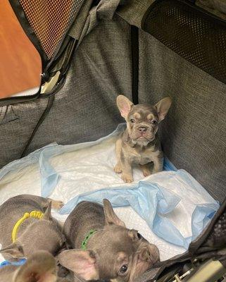 French bulldog puppies