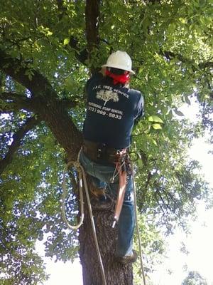 Pacotreeservice