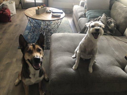 Shepherd/Husky & White schnauzer