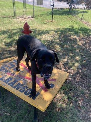 Off leash dog park