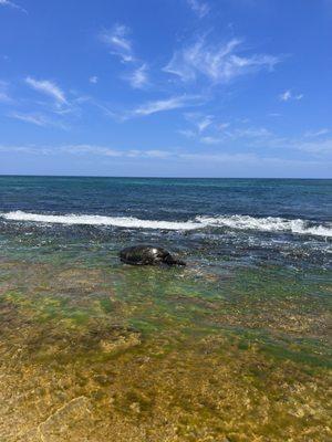 TURTLE BEACH (LANIAKEA BEACH)