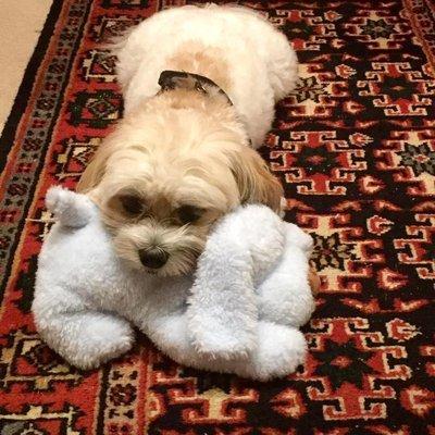 My baby and his favorite  toy  blue dog in Naples Florida where he lives