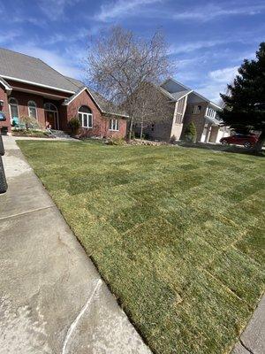 Turf grass installation and maintenance