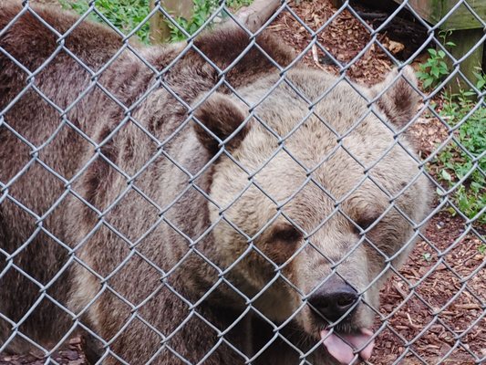 A bear who hammed it up for the camera.