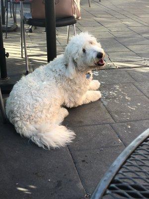 Female Labradoodle named Lacy kept us company on the patio while we dined