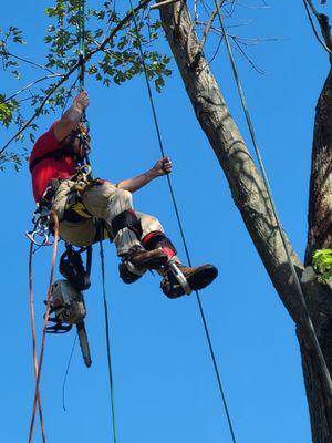 Angel Wings Tree Service