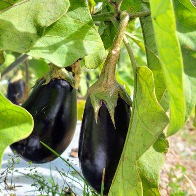 Pick your own eggplants!