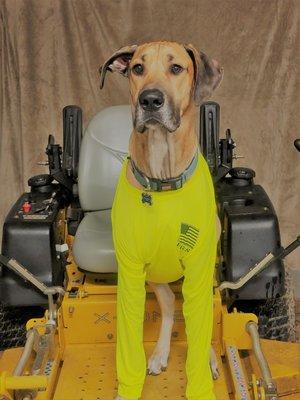 I mow for cheesy snacks! Our Company Mascot Thor the Great Dane!