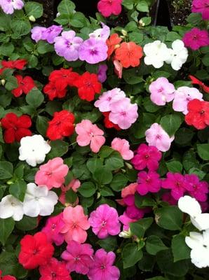 Impatiens assorted colors