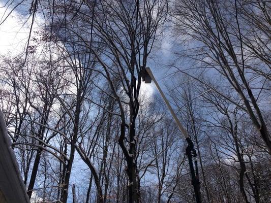 American beech tree removal