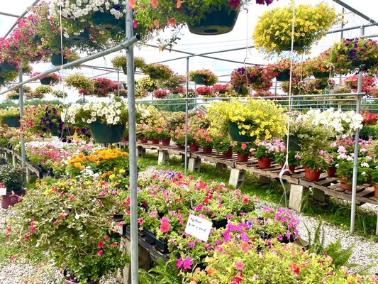 Floral hanging baskets and flats of flowers