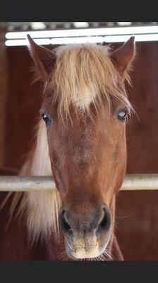 Moonshine in his stall and paddock. happy horse.