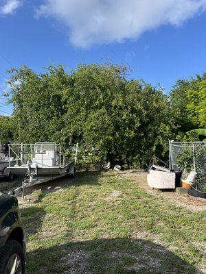 Tree trimming job in Aransas pass. before