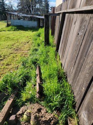 Lawn care service and doesn't take care of his lawn and buried the grass board up to the 2x4