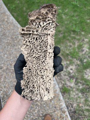 Termite mud tunnels that had multiple layers on top of multiple layers.