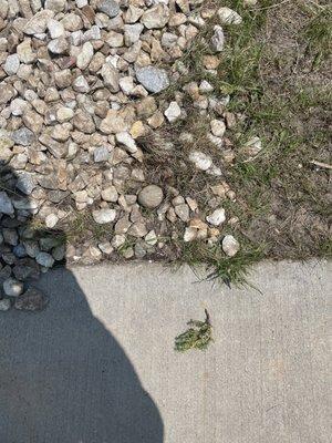 Rock beds with grass and weeds.