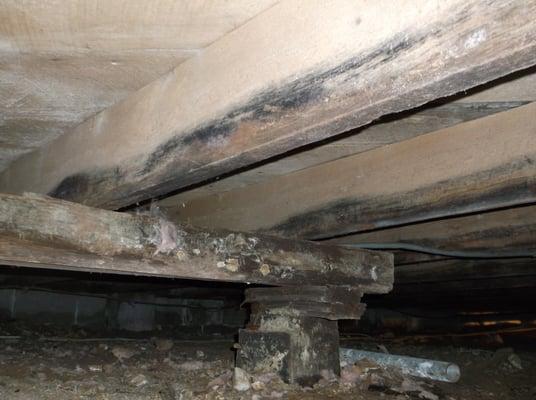 Mold in crawl spaces affects your foundation. We are your solution for removal.