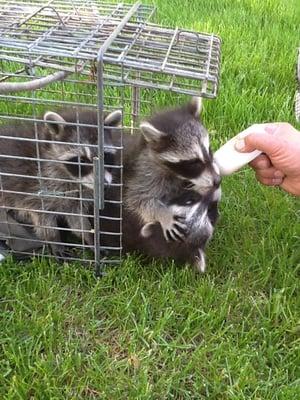 Rescued these three amigos!