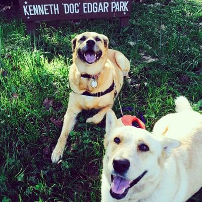 Bella and Willow at the dog park having a play date!