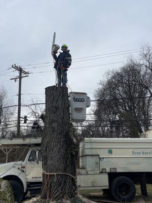 David's Tree Services & Landscaping