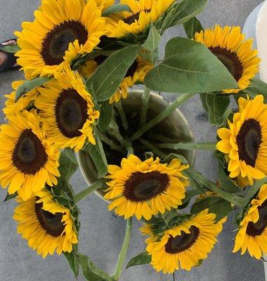 Sunflowers by the stem!