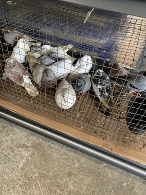 Are these wild pigeons really for sale? Gross