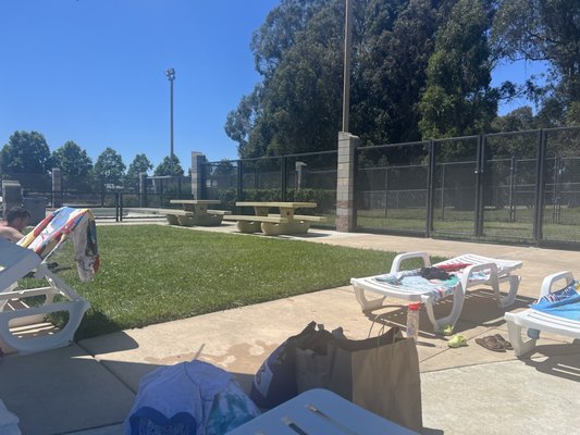 Grass and concrete area in the front are the row of about 20 loungers with 3 umbrellas