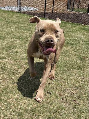 Running in the dog park