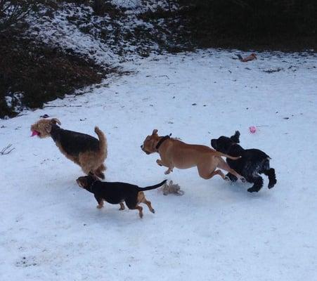 Playdate with Rosy, Toby, Simba, Dixie and Spike at Jennas!