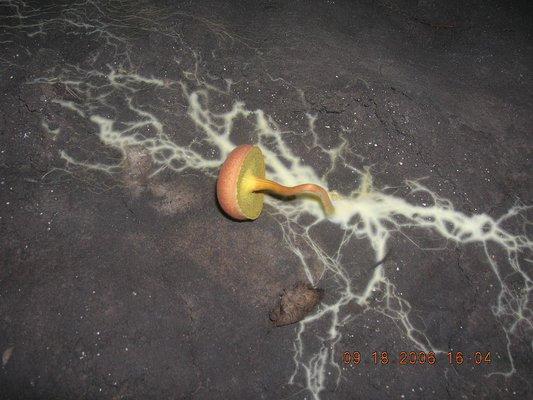 Picture of Mushroom on soil in Crawlspace