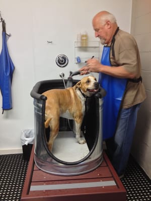 Happy dog in the Pet Wash!