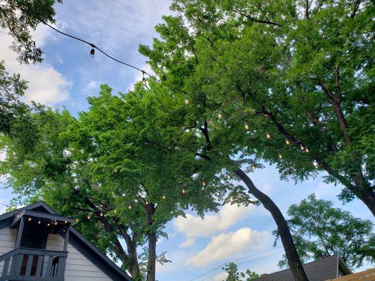 Backyard trees, pecans