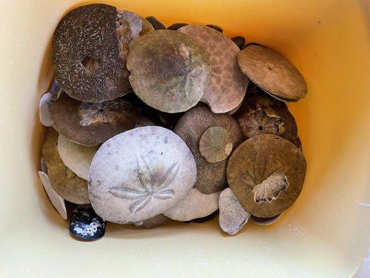 Silver dollars found on South Beach