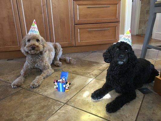 Dallas celebrated his 11th birthday on Friday, with his brother Duke and he has a lot to celebrate with his Lymphoma in remission!