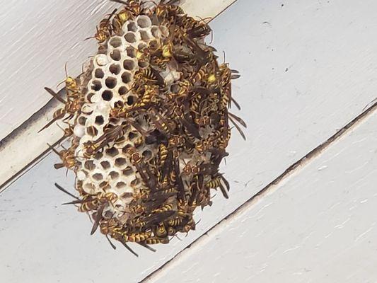 Need a wasp nest removed?