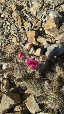 The desert is still blooming and the cacti are beautiful.