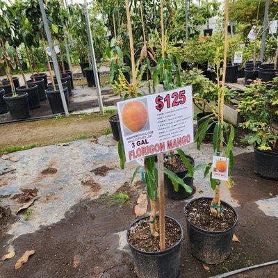 Nice Mango trees!    Wish I had a big yard.