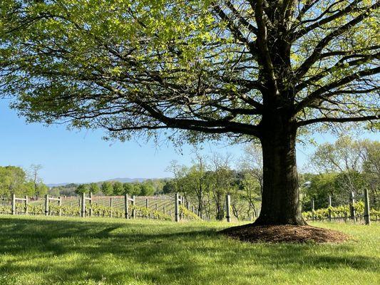 Tastings in our beautiful tasting room or outside overlooking the amazing vines!