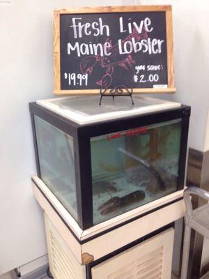 Fresh live Maine lobsters wild caught