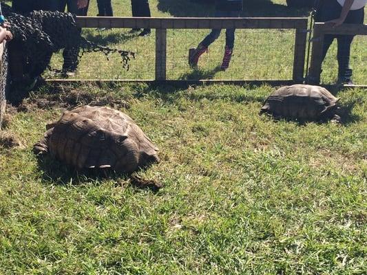 Giant tortoises