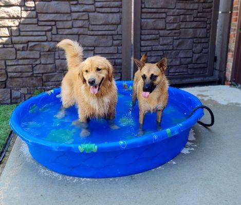 Doggie Daycare in the summer