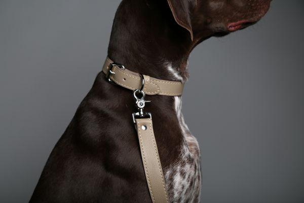 max-bone collar and leash