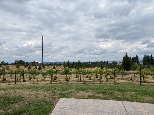 Patio view