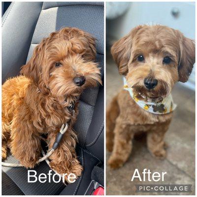 Lucy her before and after grooming.