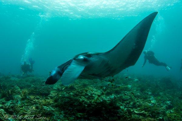 Over an hour of Manta's all around us.  Maybe the best dive ever!!