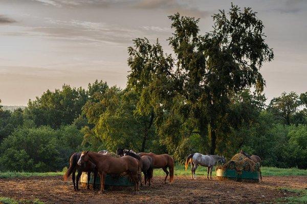 Happy horses!